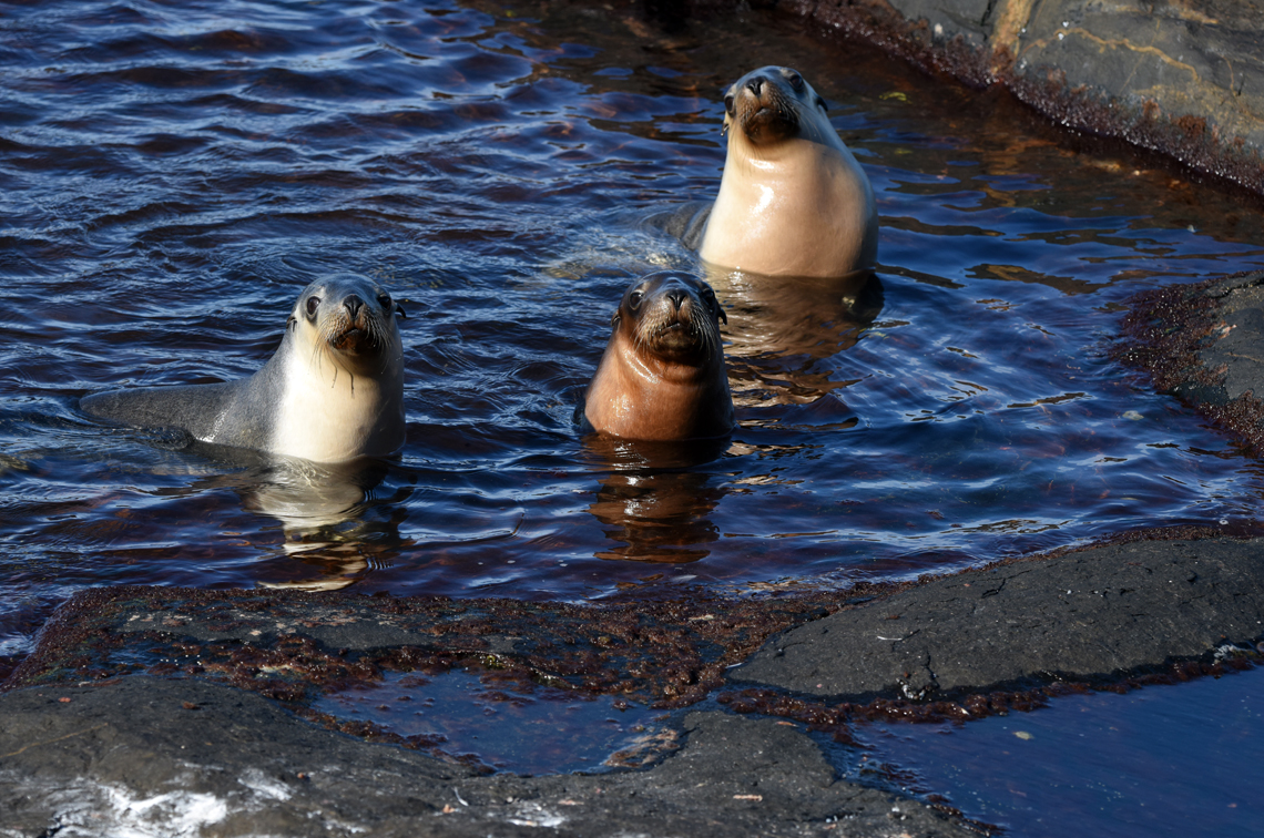Pups in the paddle pool at Six Mile Island. Image: Holly Raudino, DBCA
