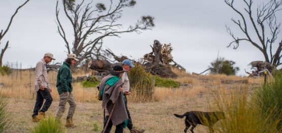 Walking shared paths on Tebrakunna Country