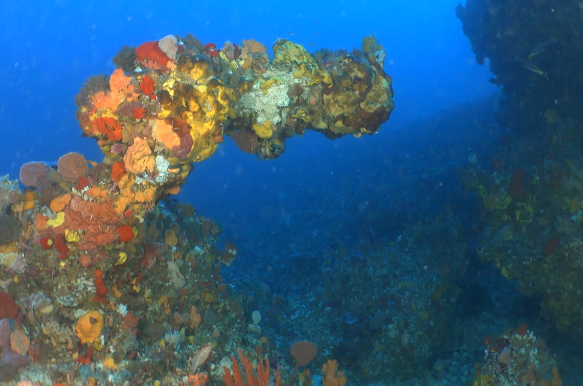An unusual reef formation. The rocky reefs formed from the ancient riverbank now support invertebrates dominated by a diverse assemblage of vibrant coloured sponges, delicate hydroids and bushy bryozoans. Image: UWA/IMAS/Undalup Association