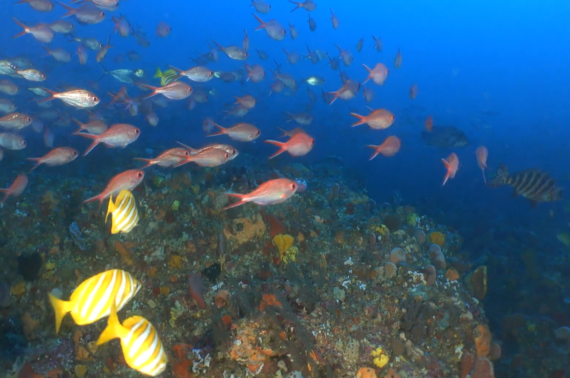 Fish communities (footballer sweep and swallowtail) swim along the ancient riverbank. Image: UWA/IMAS/Undalup Association