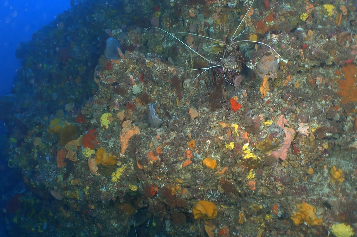 A western rock lobster finds the perfect niche among the sessile invertebrate habitat. Image: UWA/IMAS/Undalup Association