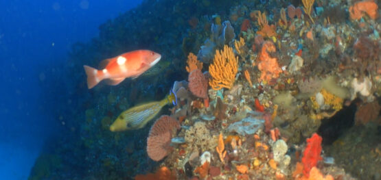 Watturu Kaartidjin Biddiwah – Pathways of ocean knowledge