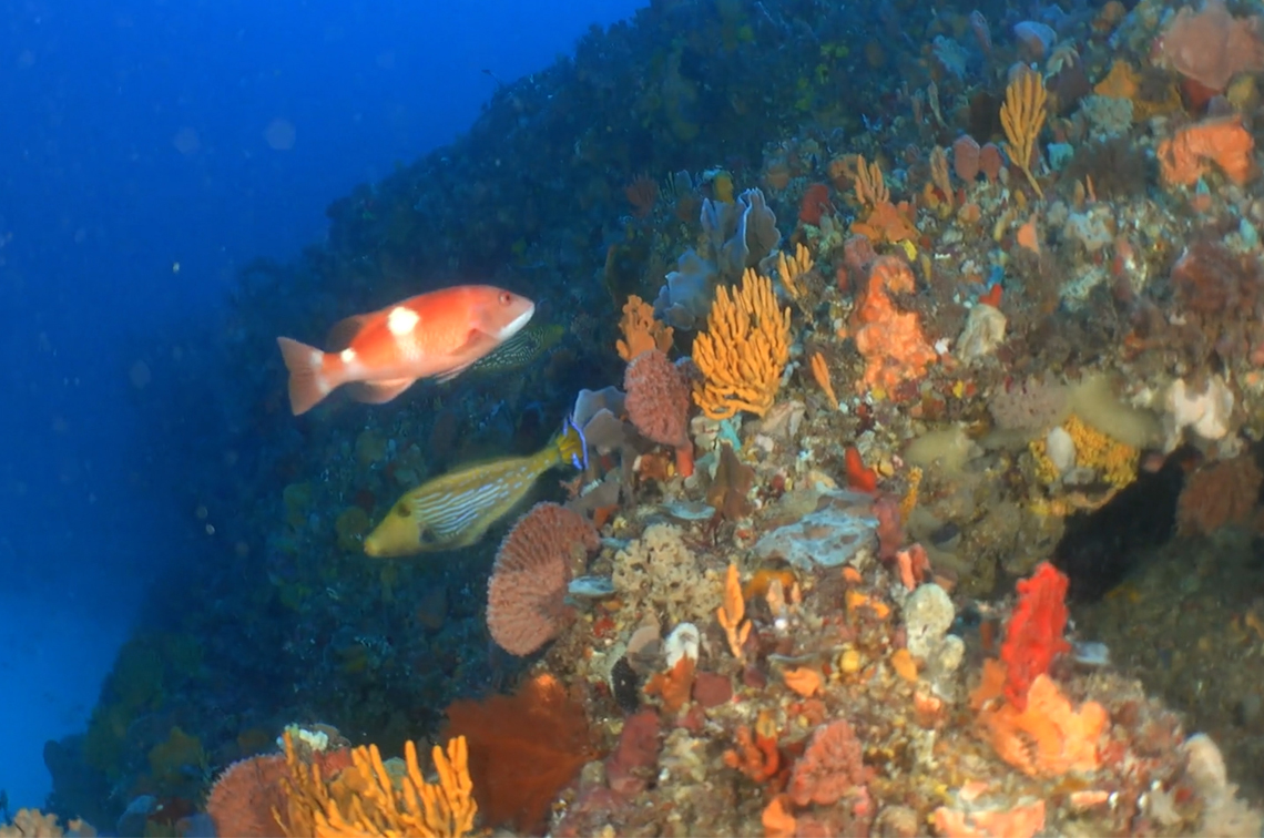 A foxfish and a blue-lined leatherjacket match the colours of this mesophotic (mid-light) rocky reef at a depth of 65 m. Image: UWA/IMAS/Undalup Association