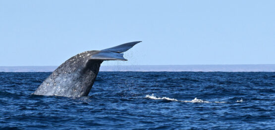 Comprehensive mapping shows exposure of pygmy blue whales to existing threats is low, but knowledge gaps remain