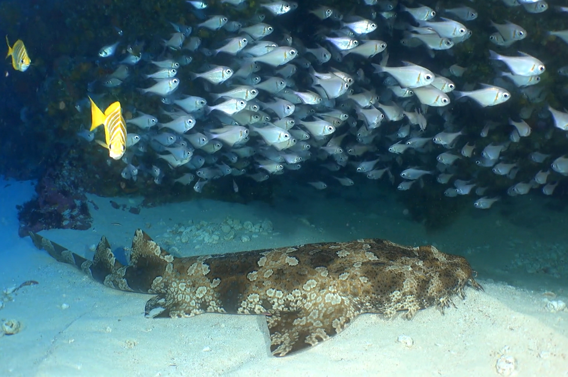 Rough bullseye school above a banded wobbegong at a depth of 61 m. Image: UWA/IMAS/Undalup Association