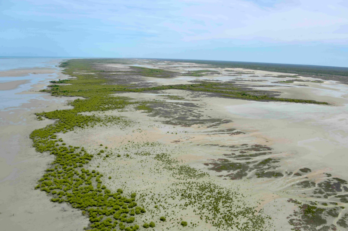 Aerial surveys identified delayed recovery and erosion of shoreline sections lacking mature sea edge survivor trees along Gulf of Carpentaria shorelines damaged during the 2015 El Nino extremely low sea level event. Image: NC Duke.