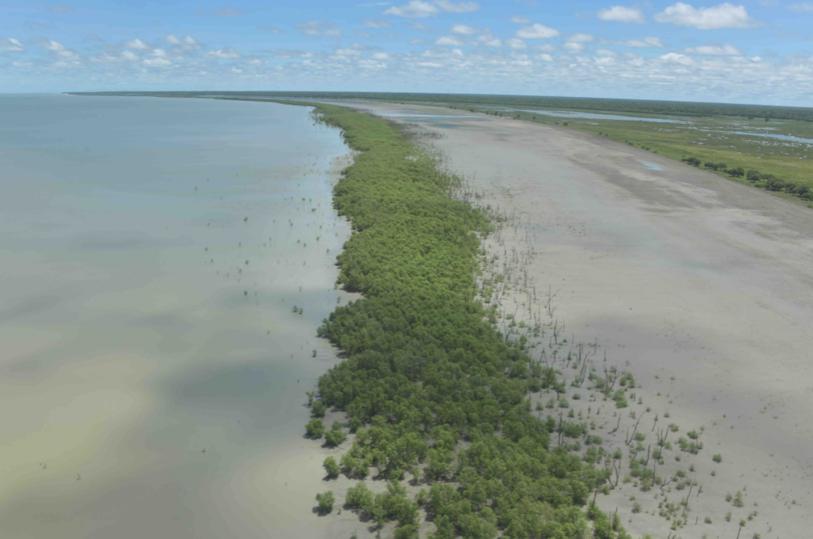 Aerial surveys identified recovering shoreline sections were aided by surviving sea edge trees in the Gulf of Carpentaria damaged during the extreme 2015 El Nino low sea level event. Image: NC Duke.