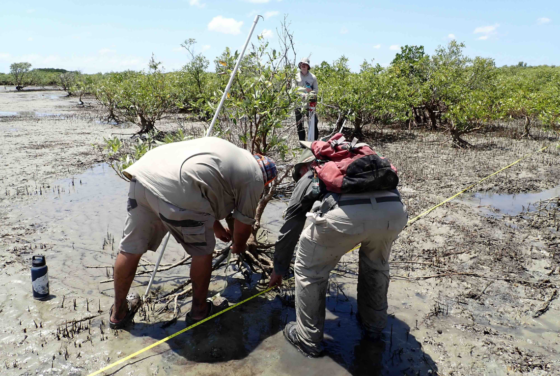 Checking newly deposited sediment levels under surviving and recently dead trees with local rangers from the Mabunji Aboriginal Corporation, as part of JCU’s 10 years after assessment of Gulf of Carpentaria shorelines damaged during the extreme 2015 El Nino low sea level event. Image: G Thomson-Saud.