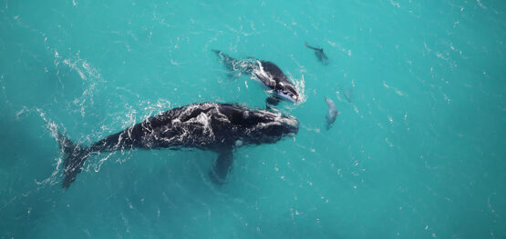 ‘Western’ southern right whale recovery remains stalled, 2025 survey shows