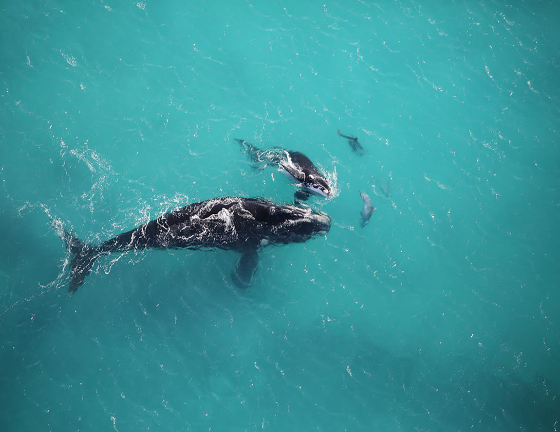 A female-calf pair observed during the 2025 aerial survey. Image: Kirsty Alexander