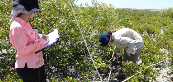 Ten years on: tracking mangrove recovery in the Gulf of Carpentaria