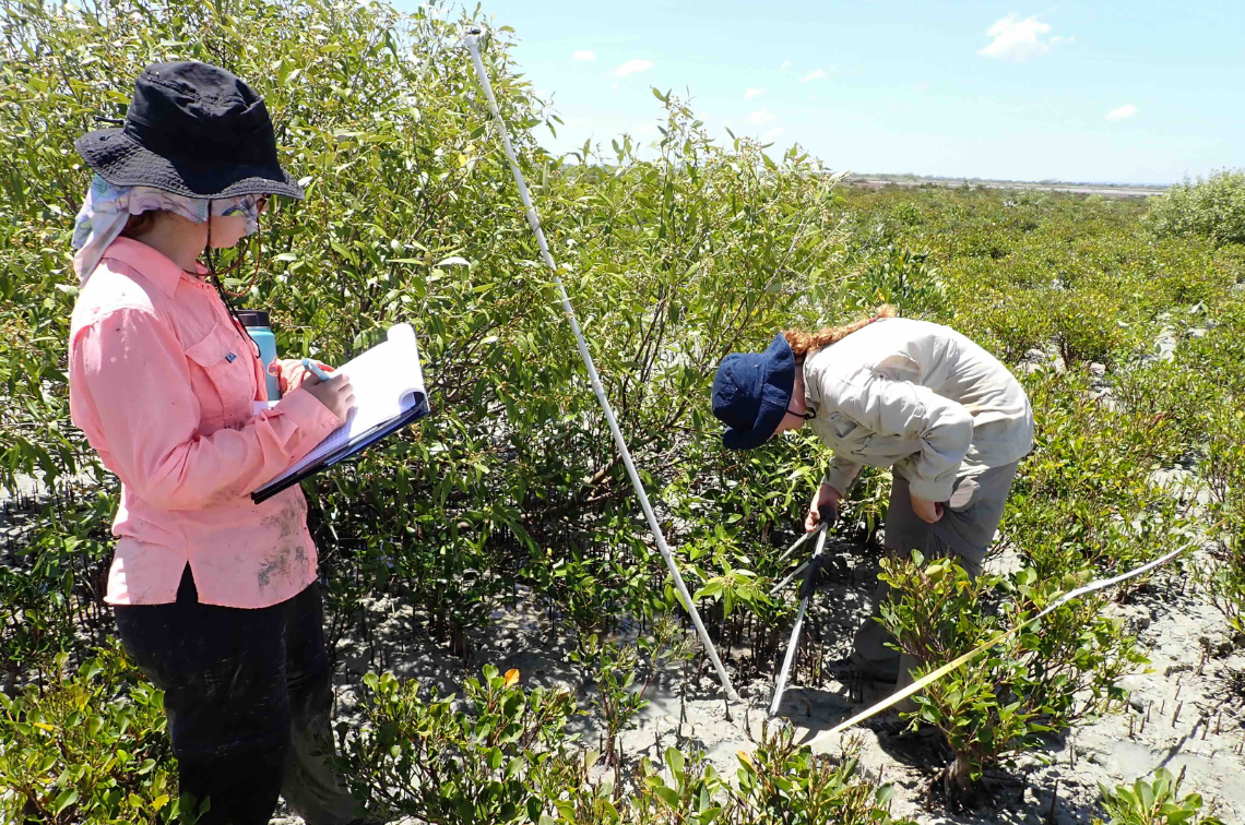 The JCU team measuring recovering mangrove vegetation in the Gulf of Carpentaria severely damaged in 2015. Image: NC Duke.