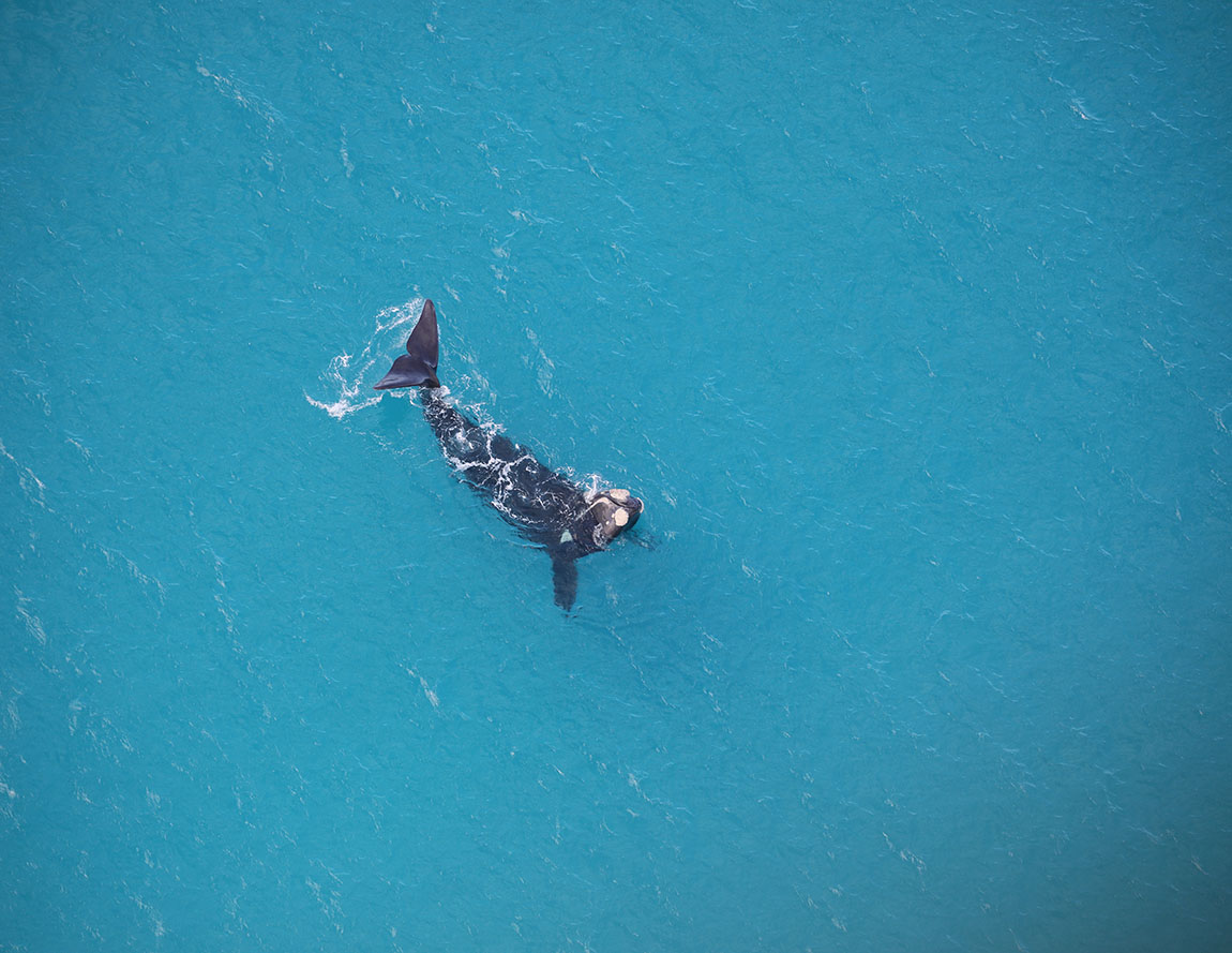 An unaccompanied whale observed at Bremer Bay, WA, during the 2025 annual aerial survey. Image: Kirsty Alexander