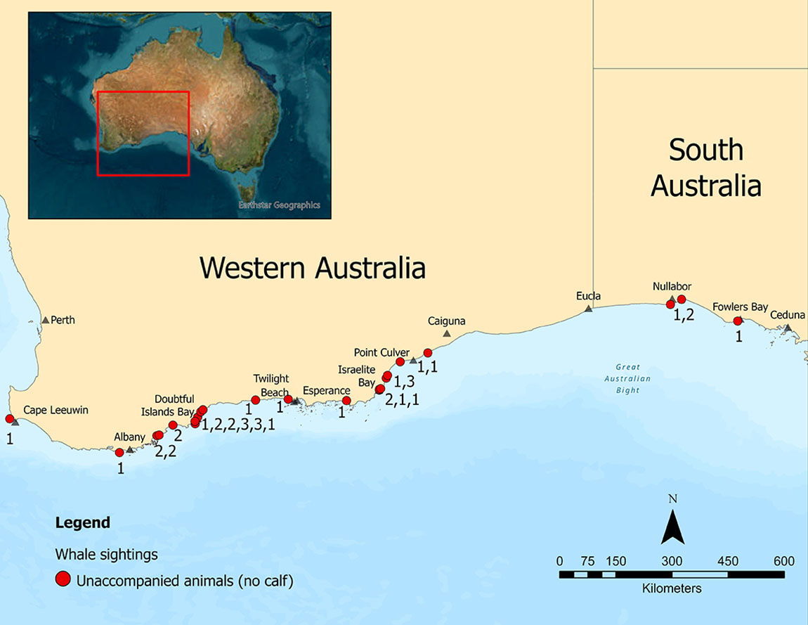 The counts of unaccompanied animals from the 2025 survey. Image: Joshua Smith