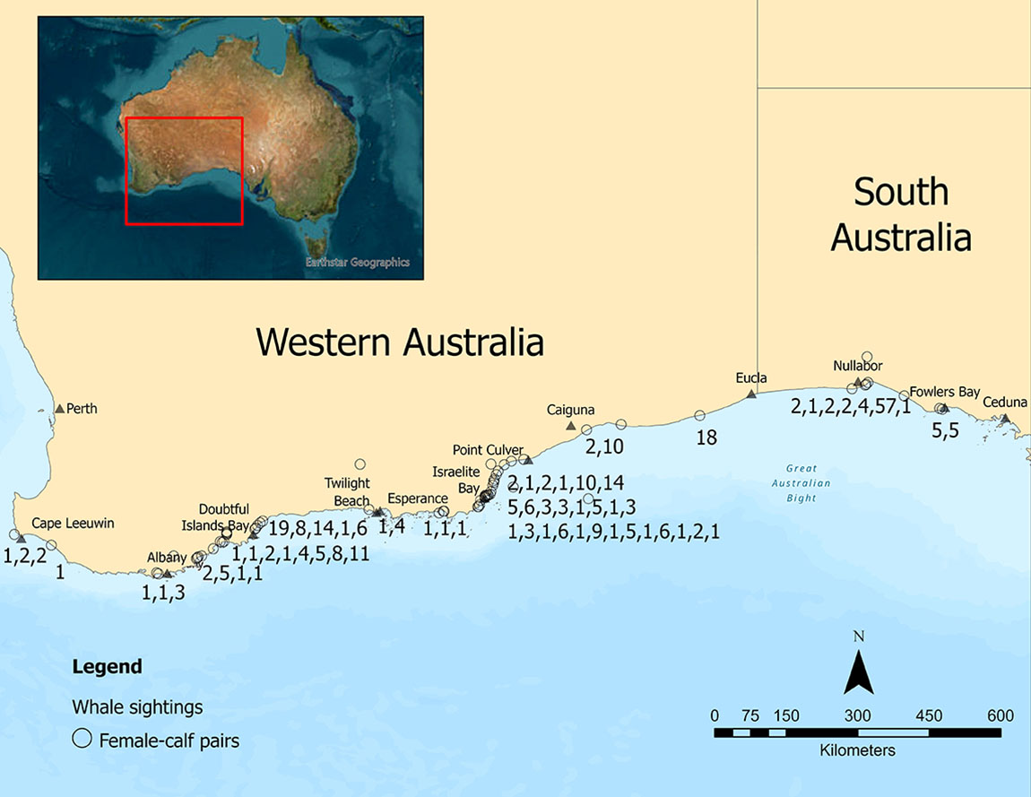 The counts of female-calf pairs from the 2025 survey. Image: Joshua Smith