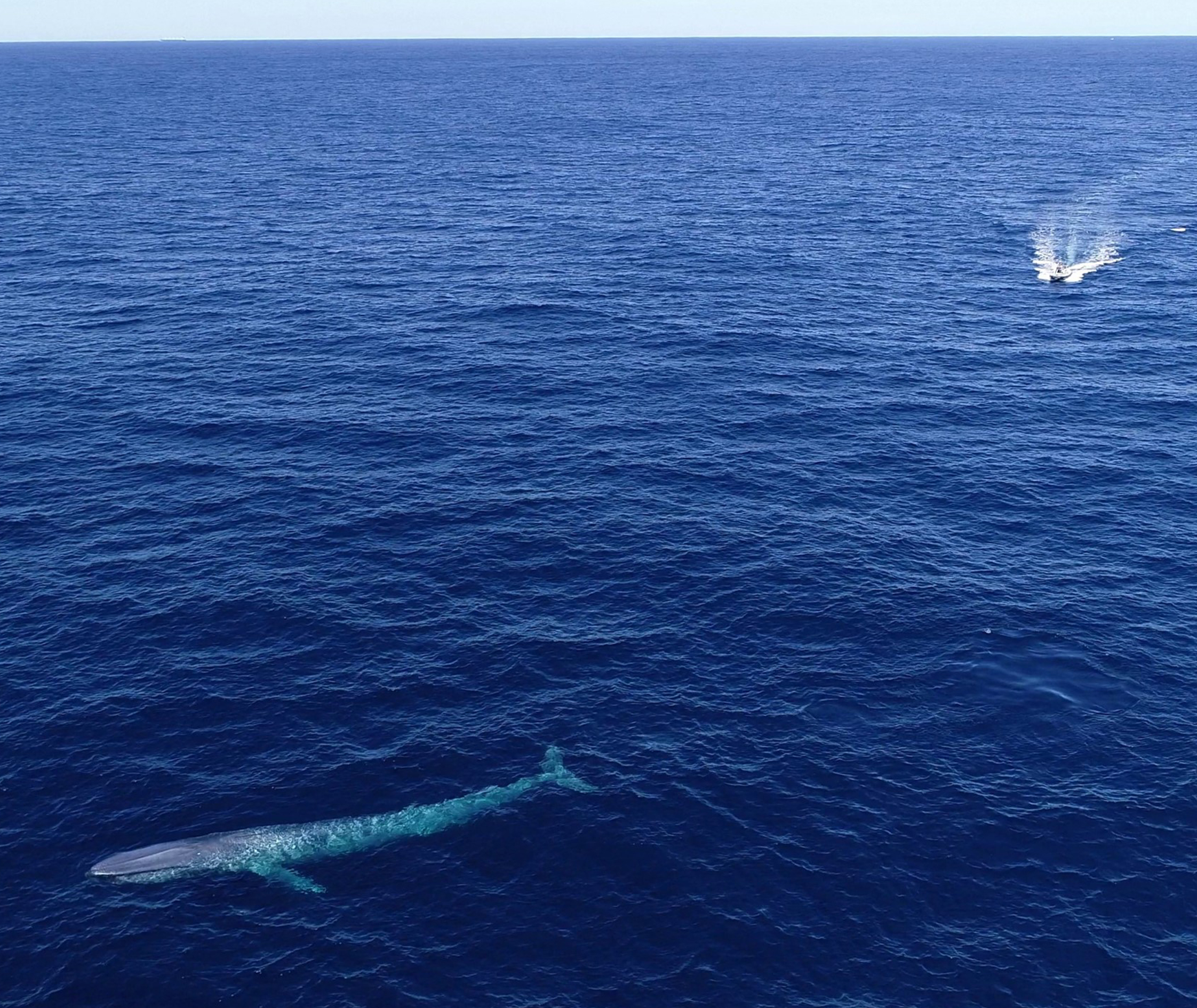 The project found a relatively low level of exposure to existing threats within the known pygmy blue whale distribution, but some caution is needed when using these results in decision-making. Additional data collection is needed, particularly from the whales' southern migration. Image: Grace Russell 