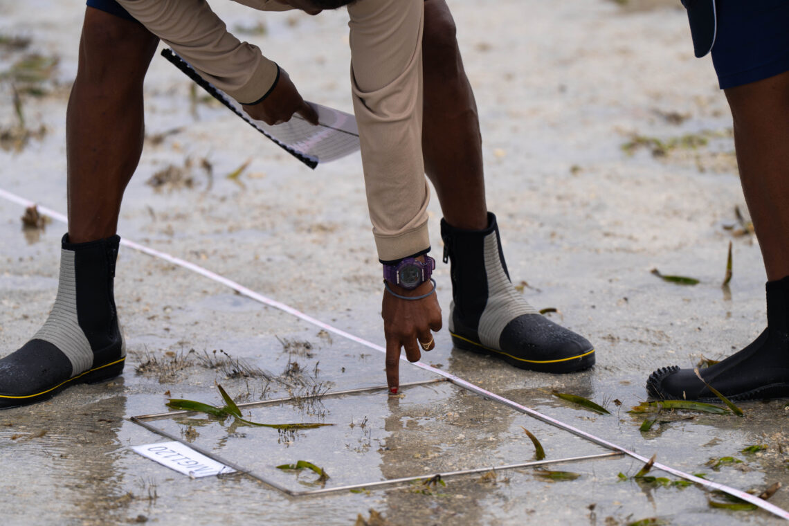 Torres Strait Regional Authority Rangers surveying a seagrass meadow. Image: Styledia