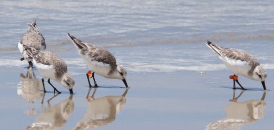 Webinar: Understanding and protecting migratory shorebirds in Australia