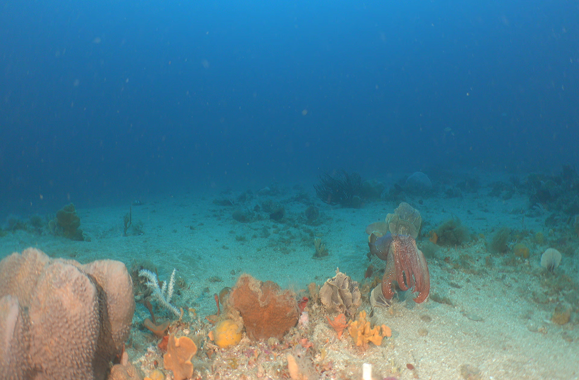 A cuttlefish blends in among sea sponges in Beagle Marine Park. Image: NESP/IMAS