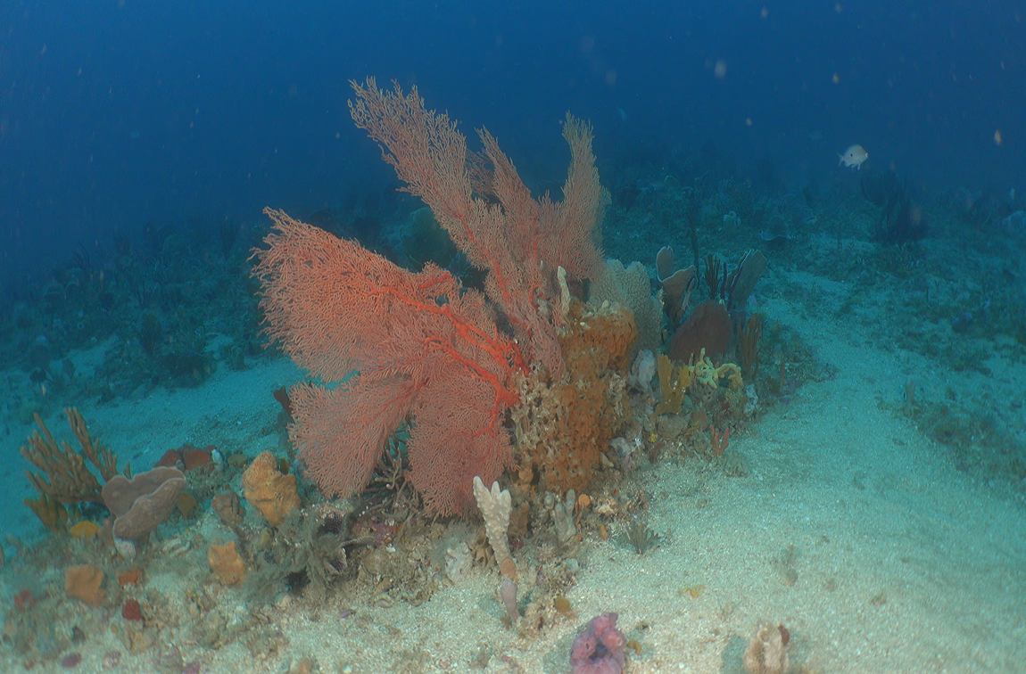 Mopsella gorgonian observed at Beagle Marine Park during the 2024 survey. Image: NESP/IMAS