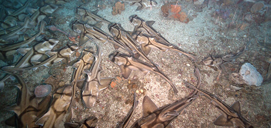 Port Jackson shark gathering area in the spotlight for conservation 