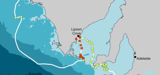 Southern right whale tracking reveals new calving grounds off South Australia