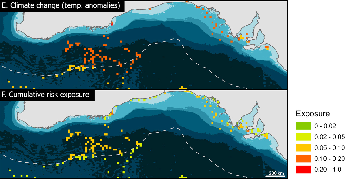 Risk exposure of southern right whales in southern Australia to (E) climate change, and (F) cumulative threats. Risk exposure is characterised as the density of the threat layer multiplied by the number of whales occurring within the grid cell and is normalised between 0 (none) and 1 (maximum). Image: Flinders University