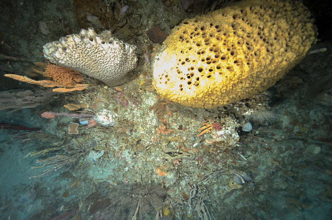 Hub research has identified a high diversity of filter feeding sponges at Beagle Marine Park. Image: NESP/IMAS