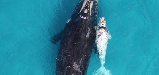 Webinar: Improving knowledge for southern right whale conservation and management