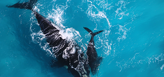 How thousands of whale pics are helping southern right whale conservation